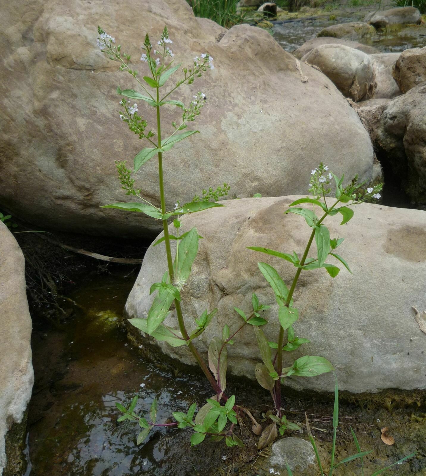 High Resolution Veronica anagallis-aquatica Plant